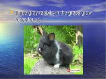 Three gray rabbits in the grass grow roses for us.