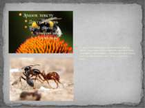 У таких суспільних комах, як медоносна бджола, джмелі, мурашки, самки утворюю...