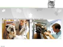 Зазвичай ветеринарія має дві спеціалізації - лікування дрібних і великих тварин.