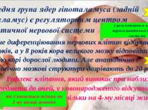 Передня група ядер гіпоталамуса (задній гіпоталамус) є регуляторним центром с...