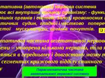 Вегетативна (автономна) нервова система регулює всі внутрішні процеси організ...