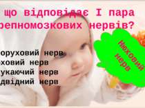 За що відповідає І пара черепномозкових нервів? Окоруховий нерв Нюховий нерв ...