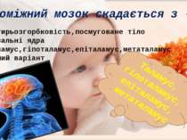 Чотирьозгорбковість,посмуговане тіло Базальні ядра Таламус,гіпоталамус,епітал...