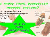 На 1-му тижні ембріогенезу На 9-му тижні внутрішньоутробно На 9-му місяці На ...