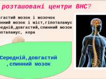 Де розташовані центри ВНС?  Довгастий мозок і мозочок Спинний мозок і міст,гі...