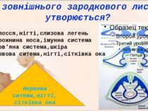 З зовнішнього зародкового листка утворюється? Волосся,нігті,слизова легень по...