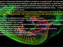 До кінця 4-го тижня внутрішньоутробного розвитку в краніальній частині зародк...