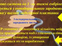 Нервова система на 1 -му тижні ембріогенезу формується з ентодермального заро...