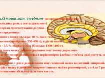 Головний мозок лат. cerebrum– це орган, який відіграє найбільш важливу роль у...