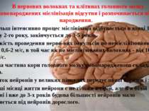 В нервових волокнах та клітинах головного мозку у новонароджених мієлінізація...