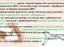 Довгастий мозок прямо (черепні нерви) або опосередковано (провідні шляхи ЦНС,...