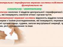 Центральна і периферична нервова система поділяються функціонально на соматич...