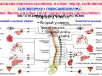 Вегетативна нервова система, в свою чергу, поділяється на симпатичну і параси...