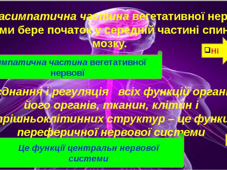 Парасимпатична частина вегетативної нервовї системи бере початок у середній ч...