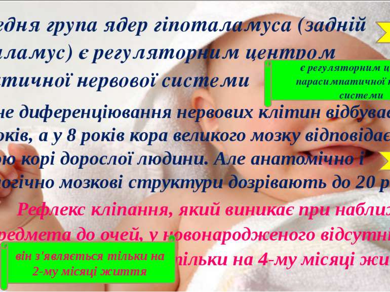 Передня група ядер гіпоталамуса (задній гіпоталамус) є регуляторним центром с...