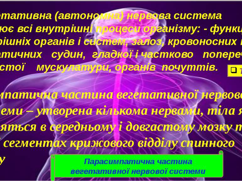 Вегетативна (автономна) нервова система регулює всі внутрішні процеси організ...