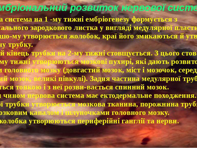 Нервова система на 1 -му тижні ембріогенезу формується з ектодермального заро...