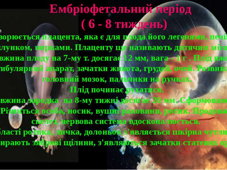 Утворюється плацента, яка є для плода його легенями, печінкою, шлунком, нирка...