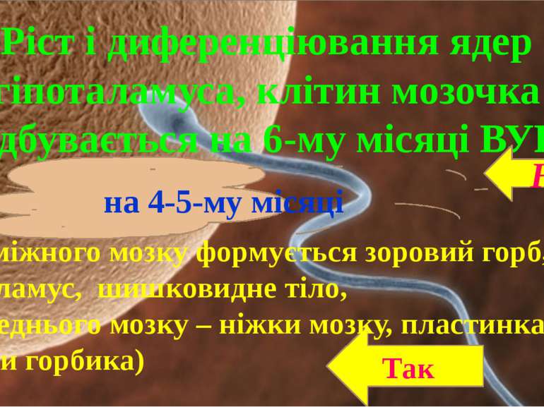 Ріст і диференціювання ядер гіпоталамуса, клітин мозочка відбувається на 6-му...