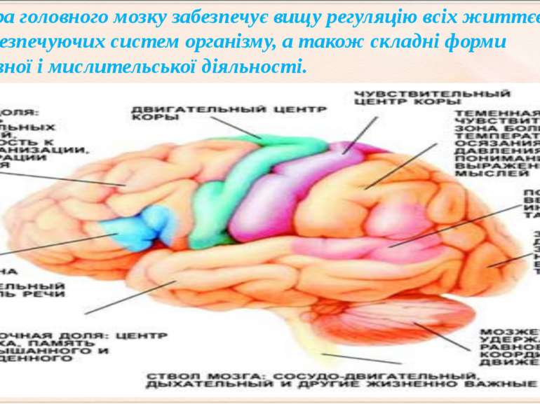 Кора головного мозку забезпечує вищу регуляцію всіх життєво забезпечуючих сис...