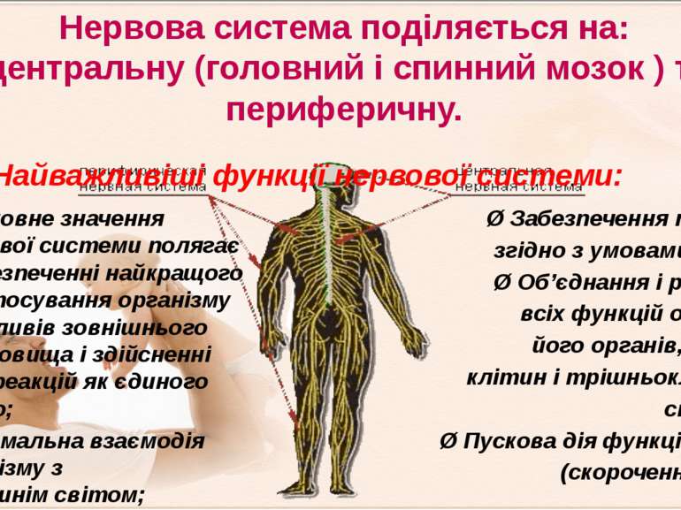 Нервова система поділяється на: центральну (головний і спинний мозок ) та пер...