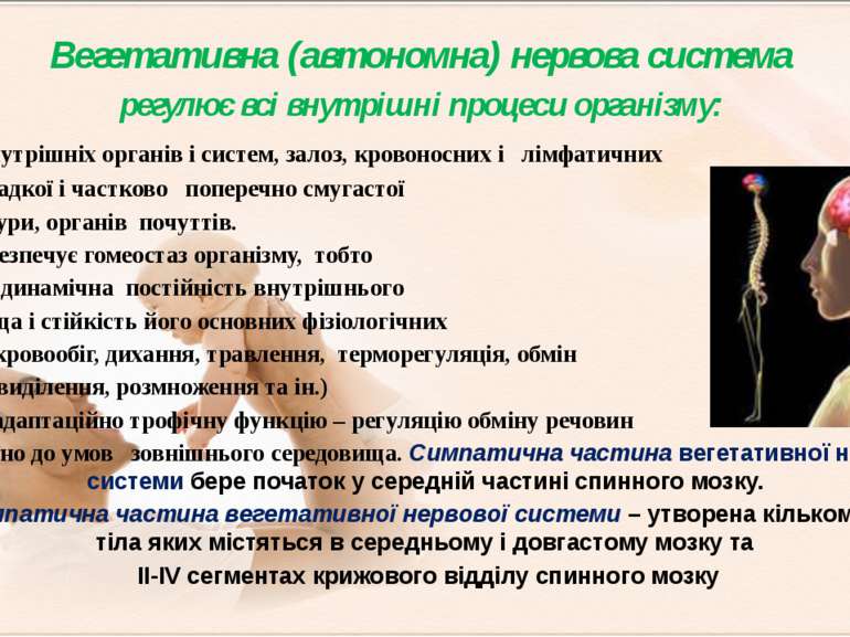 Вегетативна (автономна) нервова система регулює всі внутрішні процеси організ...