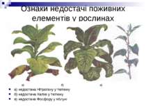 Ознаки недостачі поживних елементів у рослинах а) б) в) а) недостача Нітроген...