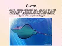 Скати Скати - надряд хрящових риб. Довжина до 5-9 м, ширина до 6 м, вага до 5...