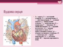 Будова серця 1— аорта; 2 — легеневий стовбур; 3 — легеневі вени; 4 — ліве пер...