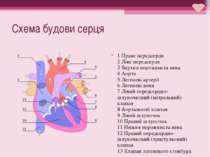 Схема будови серця 1 Праве передсердя 2 Ліве передсердя 3 Верхня порожниста в...