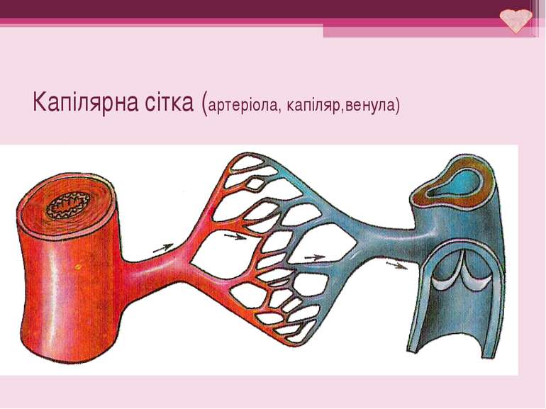 Капілярна сітка (артеріола, капіляр,венула)