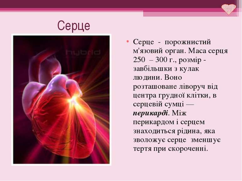 Серце Серце - порожнистий м'язовий орган. Маса серця 250 – 300 г., розмір - з...