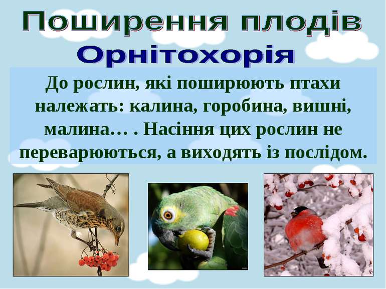 До рослин, які поширюють птахи належать: калина, горобина, вишні, малина… . Н...