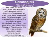 Совоподібні  (Strigiformes) Ряд птахів, до якого відносяться нічні хижі птахи...