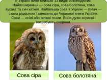 В Україні живе близько 13 видів совоподібних. Найпоширеніші — сова сіра, сова...