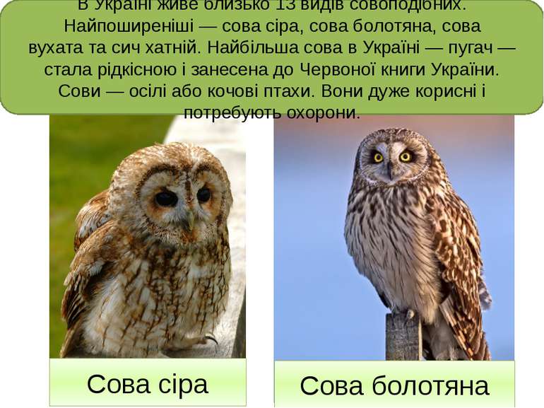 В Україні живе близько 13 видів совоподібних. Найпоширеніші — сова сіра, сова...