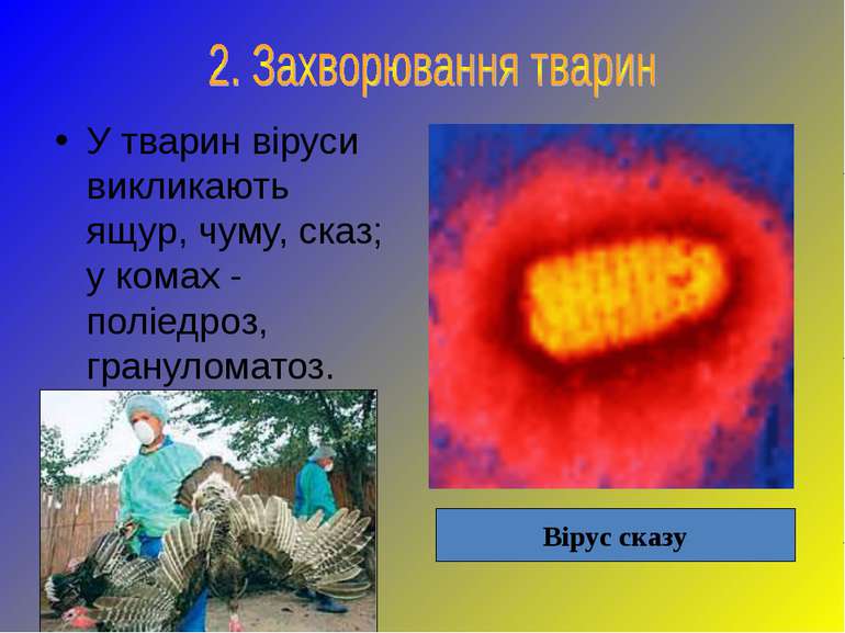 У тварин віруси викликають ящур, чуму, сказ; у комах - поліедроз, грануломато...