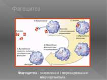 Фагоцитоз - захоплення і переварювання мікроорганізмів. Фагоцитоз
