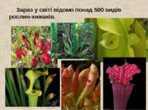 Зараз у світі відомо понад 500 видів рослин-хижаків.