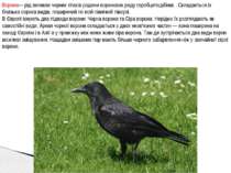 Ворона— рід великих чорних птахів родини воронових ряду горобцеподібних . Скл...