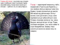 Глухар — характерний мешканець тайги, поширений в Українських Карпатах, у зон...