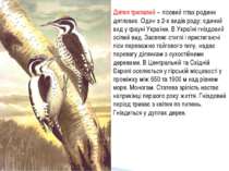 Дятел трипалий − лісовий птах родини дятлових. Один з 2-х видів роду; єдиний ...