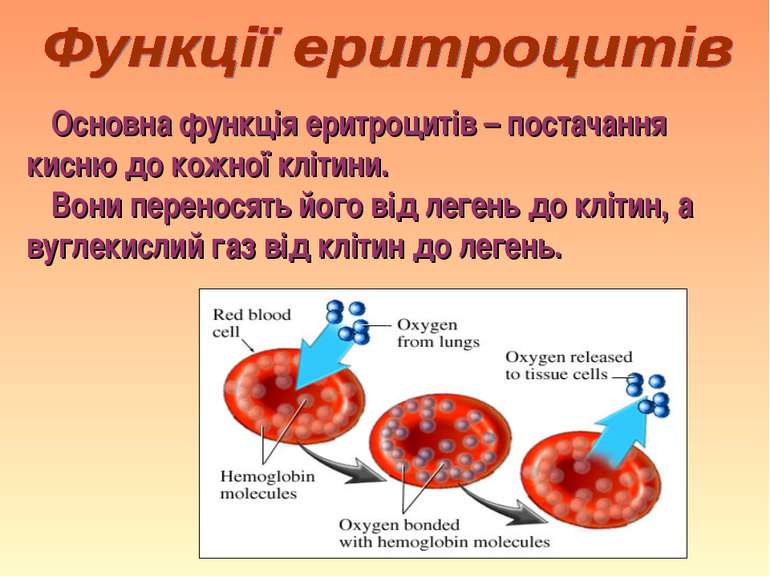 Основна функція еритроцитів – постачання кисню до кожної клітини. Вони перено...