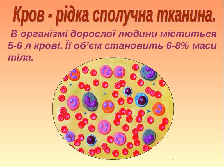В організмі дорослої людини міститься 5-6 л крові. Її об’єм становить 6-8% ма...