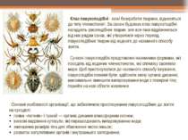 Клас павукоподібні - хижі безхребетні тварини, відносяться до типу членистоно...