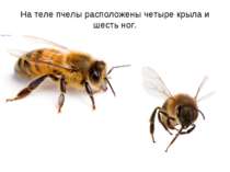 На теле пчелы расположены четыре крыла и шесть ног.