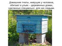 Домашние пчелы, живущие у человека, обитают в ульях – деревянных домах, сдела...