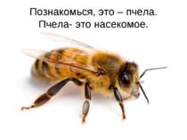 Познакомься, это – пчела. Пчела- это насекомое.