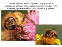 Сев на цветок, пчела опускает свой хоботок в серединку цветка, чтобы выпить н...