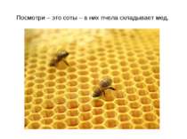 Посмотри – это соты – в них пчела складывает мед.
